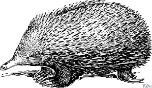 porcupine Տպագրվող Գունազարդման Էջեր